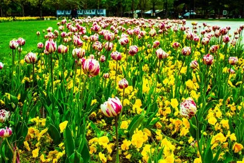 Flowers sofia tulips Stock Photos