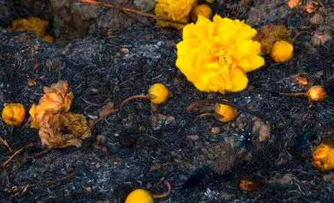 Flowers on sooth covered ground Stock Photos