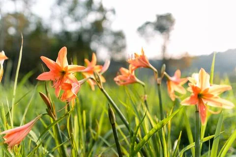 Flowers in the spring and grass background Stock Photos