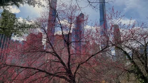 The flowers of spring are in bloom, set against a stunning urban skyline 스톡 동영상 291632003