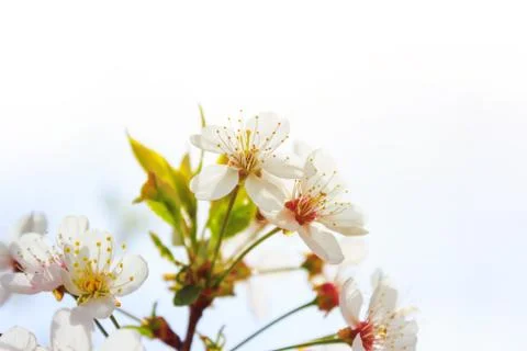 Flowers in spring background Stock Photos