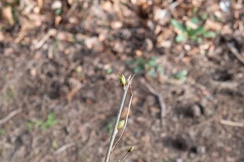 Flowers in spring with bee Stock Photos