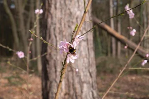 Flowers in spring with bee Stock Photos