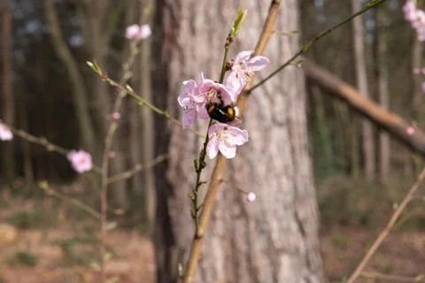 Flowers in spring with bee Stock Photos