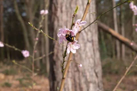 Flowers in spring with bee Stock Photos