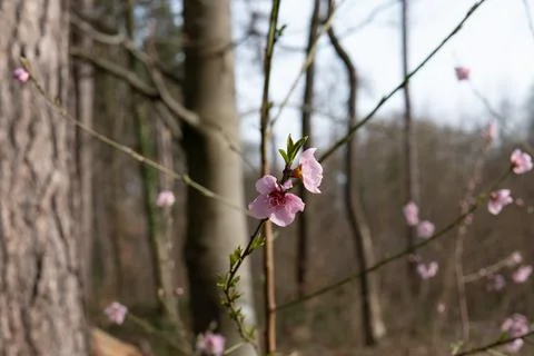 Flowers in spring with bee Stock Photos