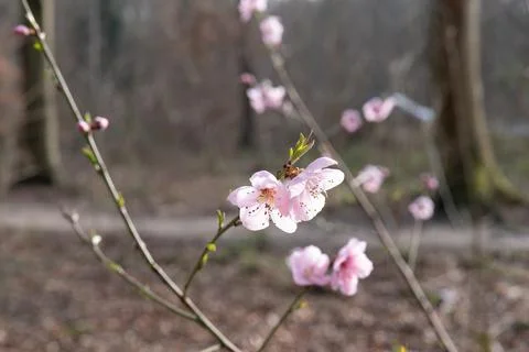 Flowers in spring with bee Stock Photos