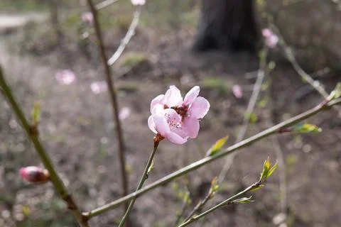 Flowers in spring with bee Stock Photos