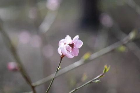 Flowers in spring with bee Stock Photos