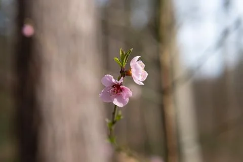 Flowers in spring with bee Stock Photos