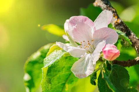 Flowers in spring on a blooming Apple tree Foto stock