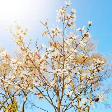 Flowers on spring blossoming tree Stock Photos