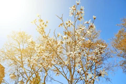Flowers on spring blossoming tree Stock Photos