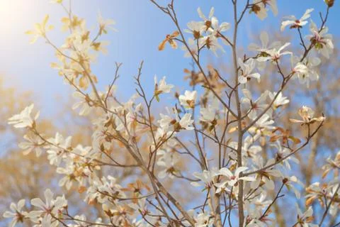 Flowers on spring blossoming tree Stock Photos