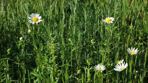 Flowers in the spring breeze Stock Footage 131010491