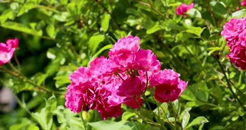 Flowers in the spring breeze Stock Footage 212126428