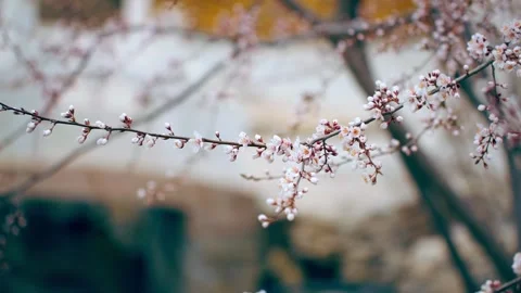 Flowers in the spring breeze Stock Footage 256979541