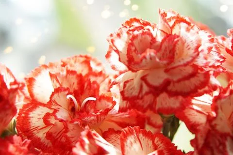 Flowers of spring carnation. Foto stock