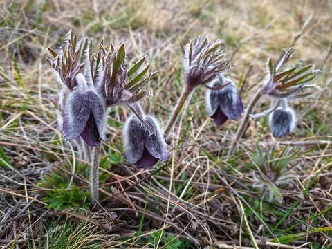 Flowers in spring, Carpathians Stock Photos