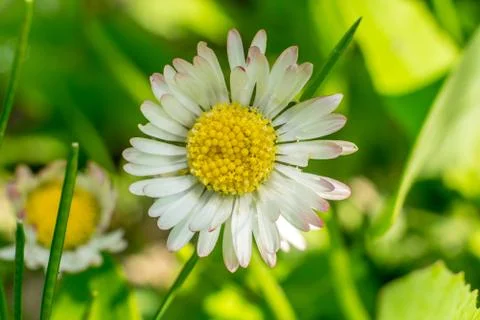 Flowers in spring closeup Stock Photos