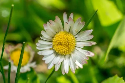 Flowers in spring closeup Stock Photos