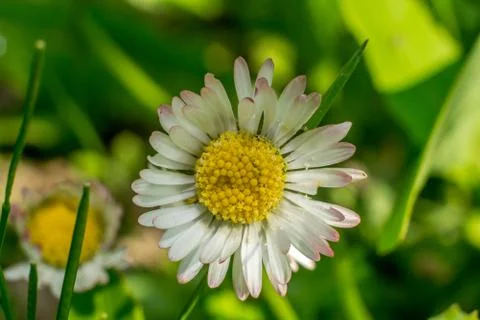 Flowers in spring closeup Stock Photos