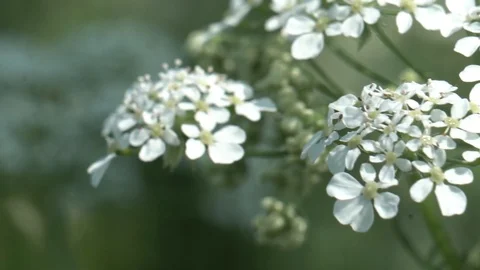 Flowers in spring. Dancing in the wind. Slow motion Vidéo 108844847
