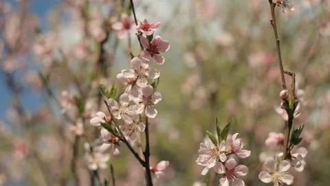 Flowers, spring, flowering, pink 2 Stock Footage 137325876