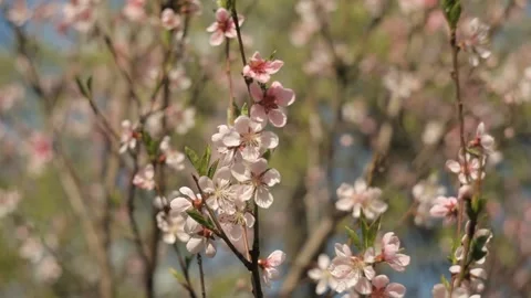 Flowers, spring, flowering, pink Stock Footage 137325607