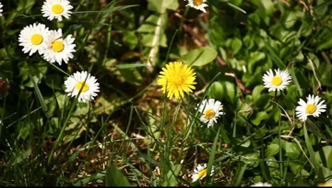 Flowers in Spring Stock Footage 7731556
