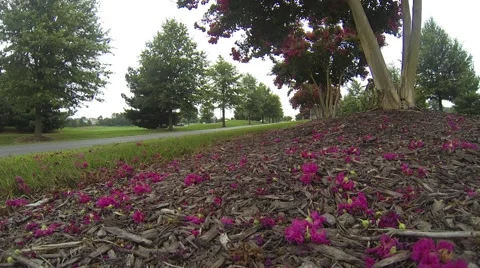 Flowers in Spring Stock Footage 58953725