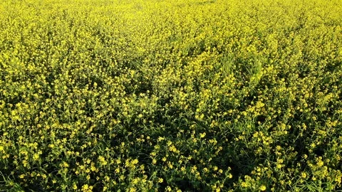 Flowers of spring Video stock 87756824