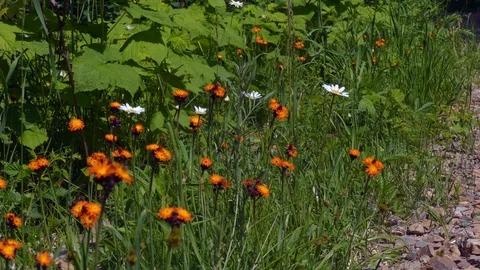 Flowers of spring Stock Footage 110716661
