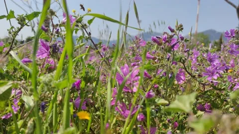 Flowers in spring Video stock 152153825