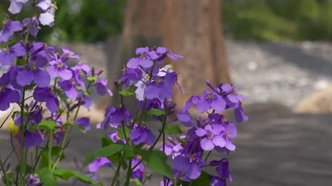 Flowers in spring Stock Footage 178446829