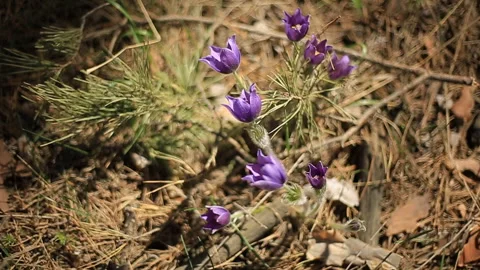 Flowers in spring forest Stock Footage 103289089