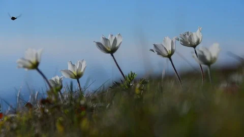 Flowers on spring lawn Stock Footage 81800734