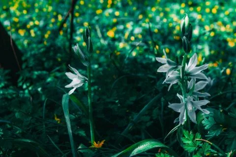 Flowers, spring meadow on a green meadow Stock Photos
