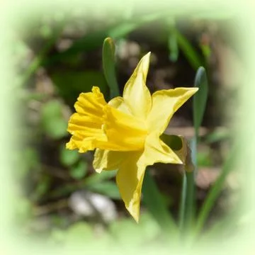 Flowers in spring, nice colours Stock Photos