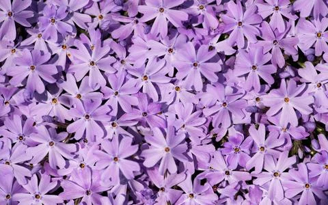 Flowers spring phlox background texture. Flowers moss floral in vibrant surfa Stock Photos