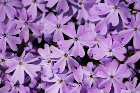 Flowers spring phlox background texture. Flowers moss floral in vibrant surfa Stock Photos