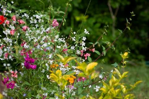 Flowers in the spring Stock Photos