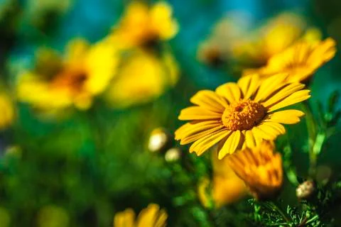 Flowers spring Stock Photos