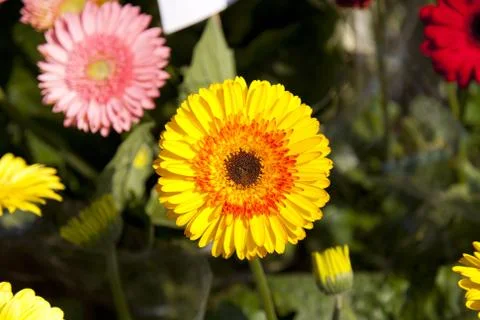 Flowers in spring Foto stock