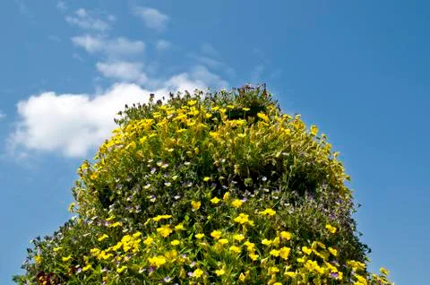 Flowers in spring Stock Photos