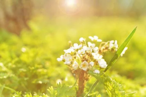 The flowers of spring Stock Photos