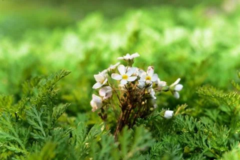 The flowers of spring Stock Photos