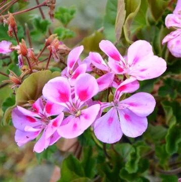 Flowers in Spring Stock Photos