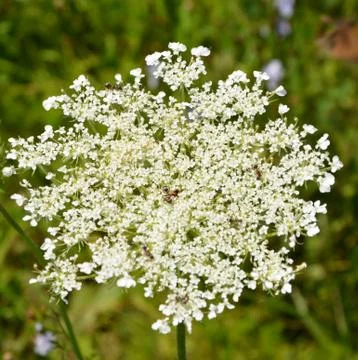 Flowers in Spring Stock Photos
