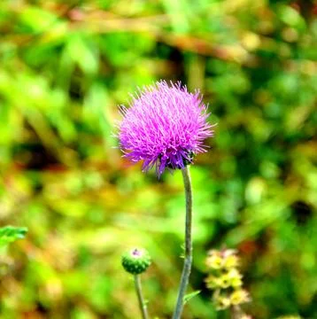 Flowers in Spring Stock Photos